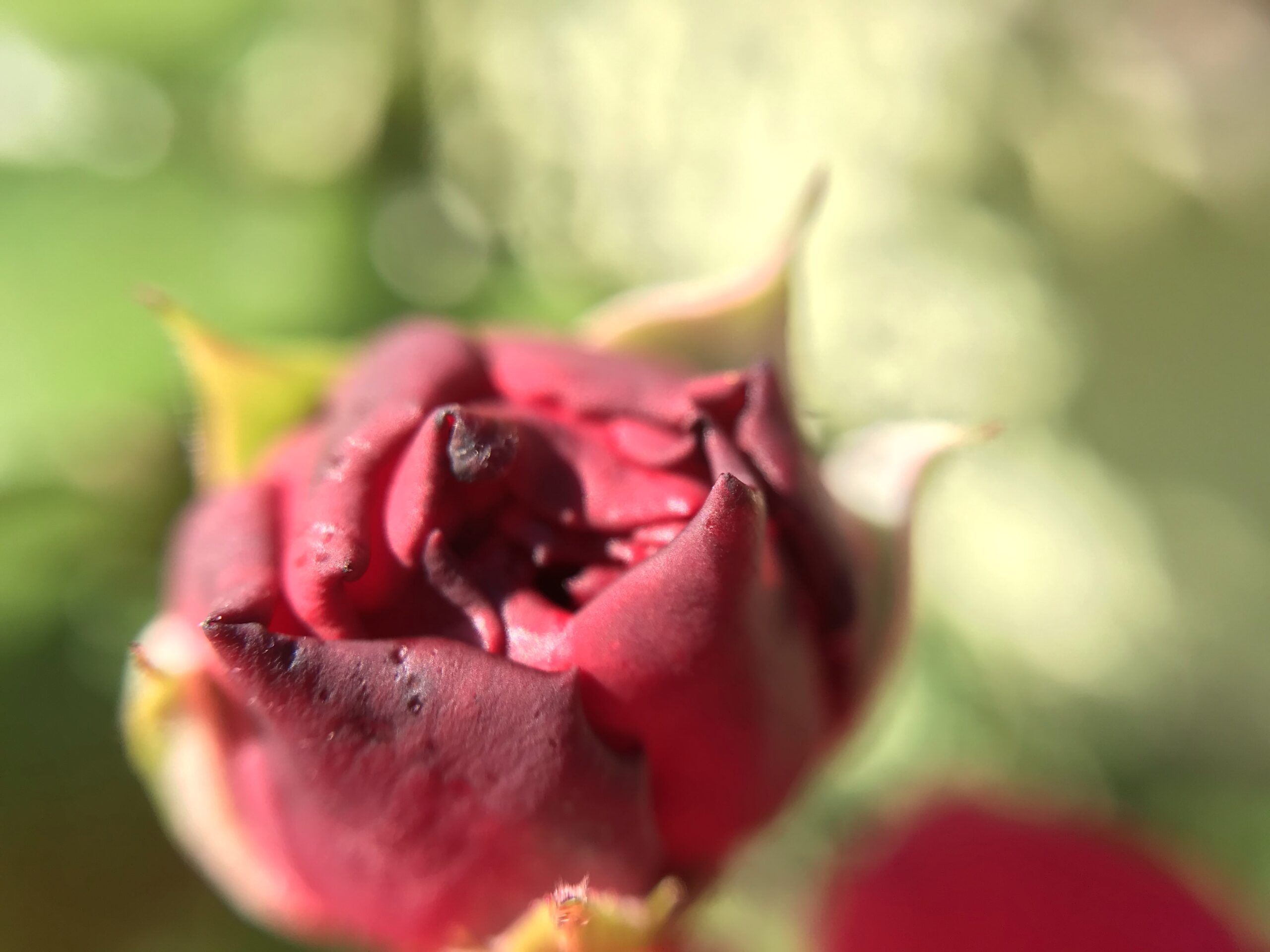 Flowers in Late Summer